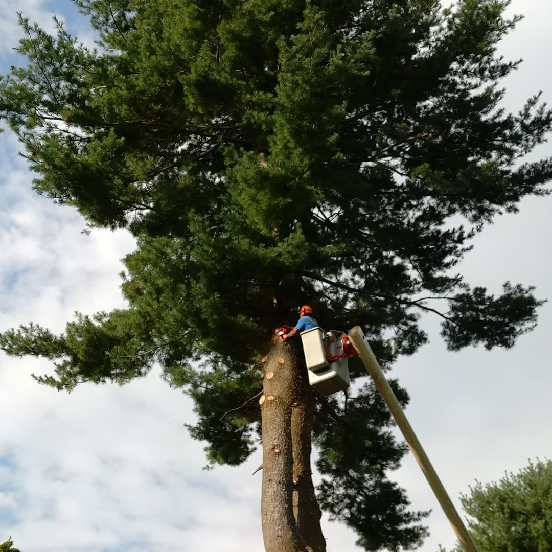 Tree care worker trimming the upper canopy from an aerial lift