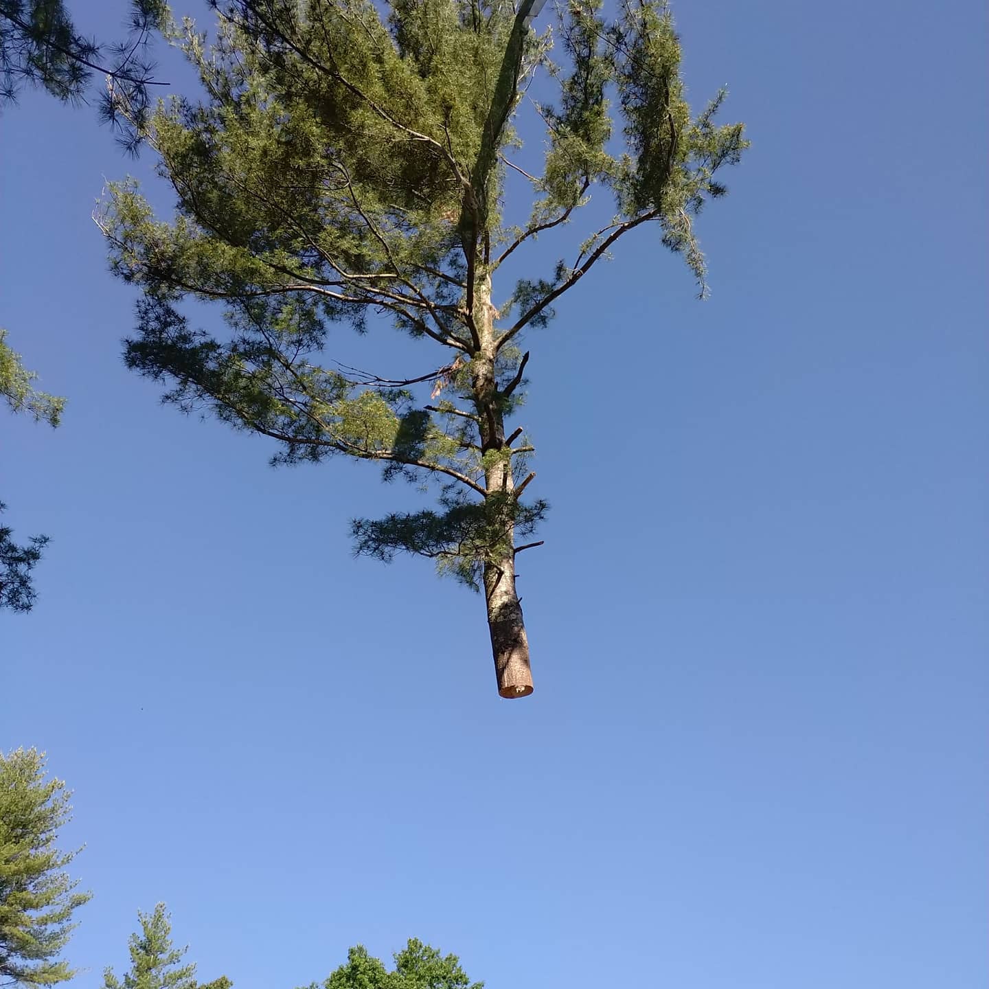 Large trunk section suspended safely over the work area