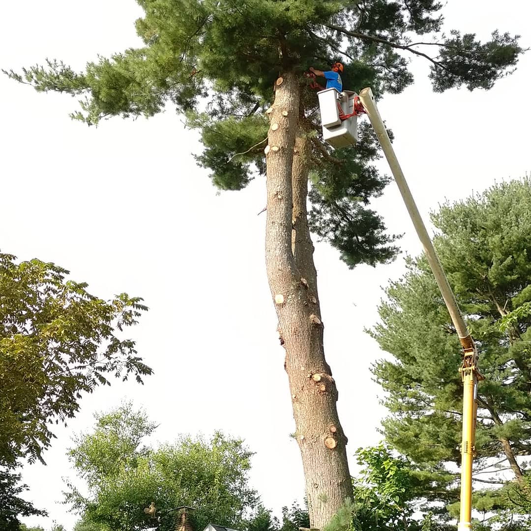 Tree care worker sectioning a tall trunk from an aerial lift