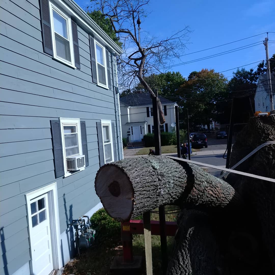 Large cut trunk section secured beside a residential property