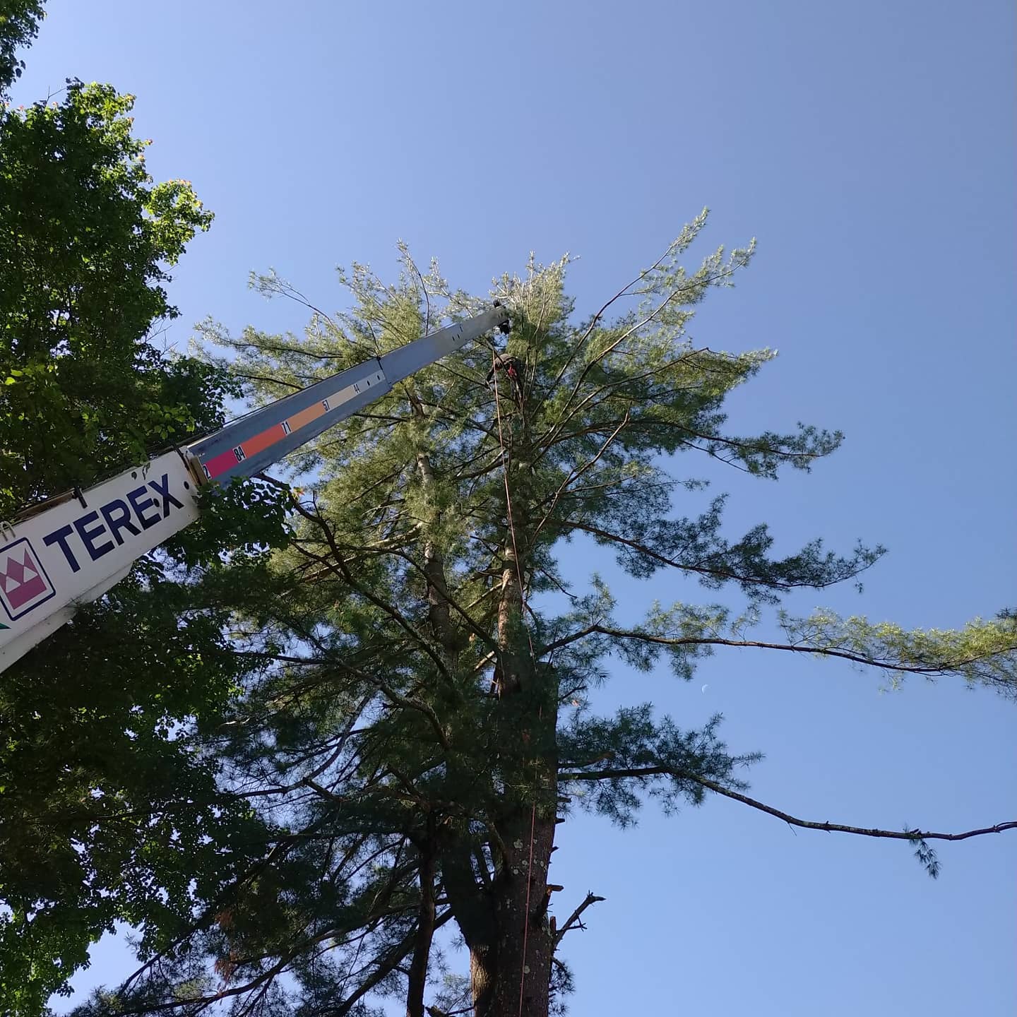 Aerial lift boom positioned among tree branches