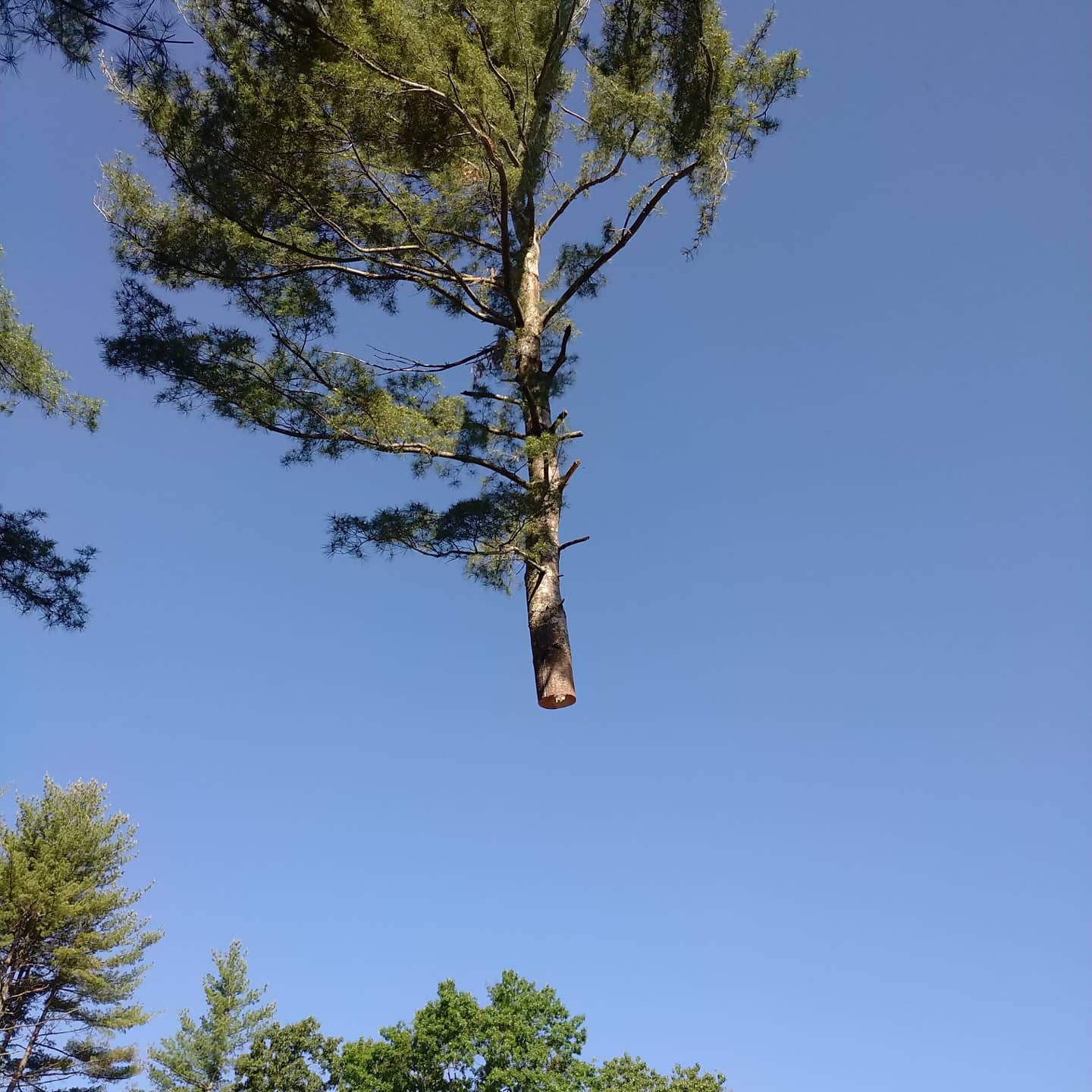 Cut trunk section suspended by rigging above the work area