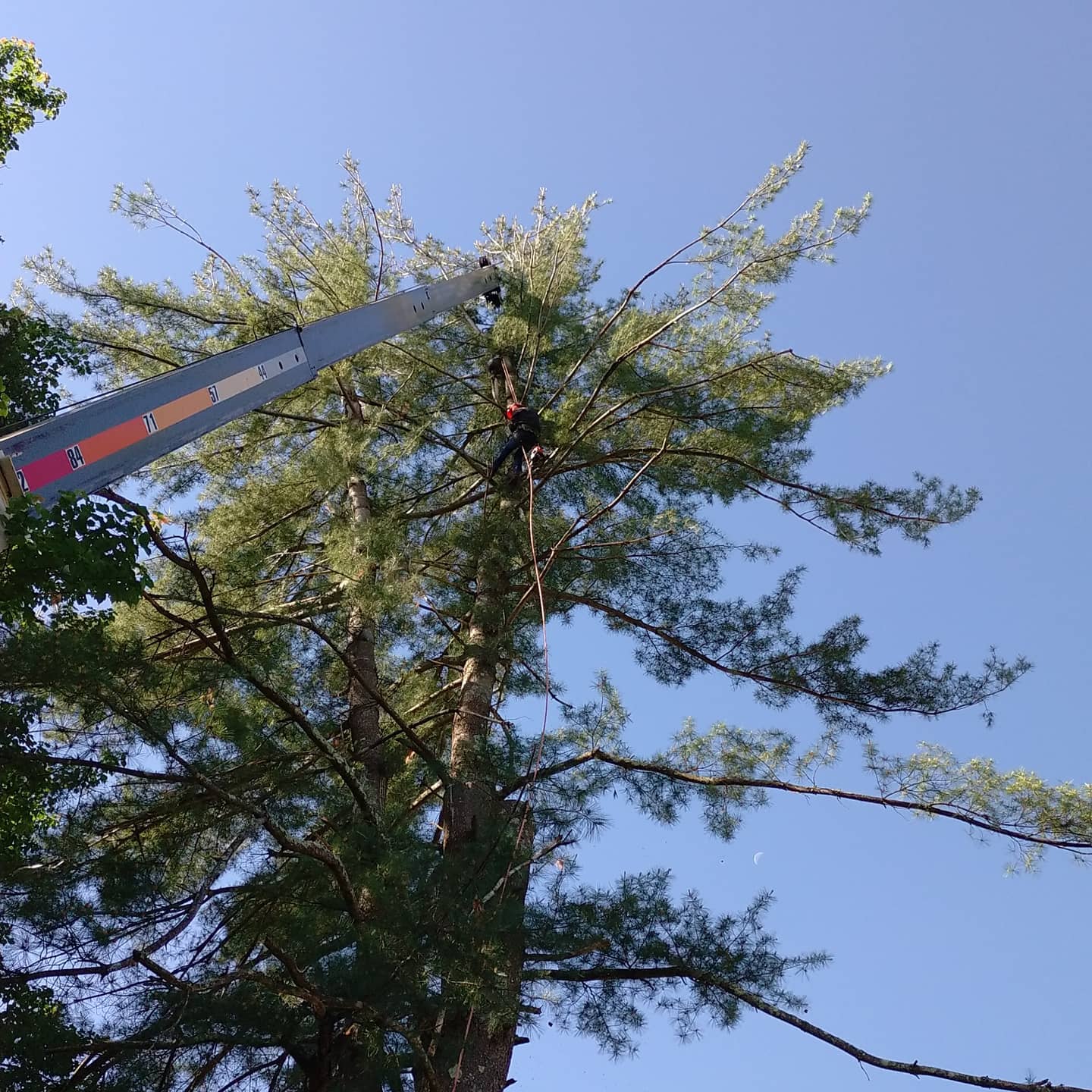 Tree worker and aerial lift positioned in a green canopy