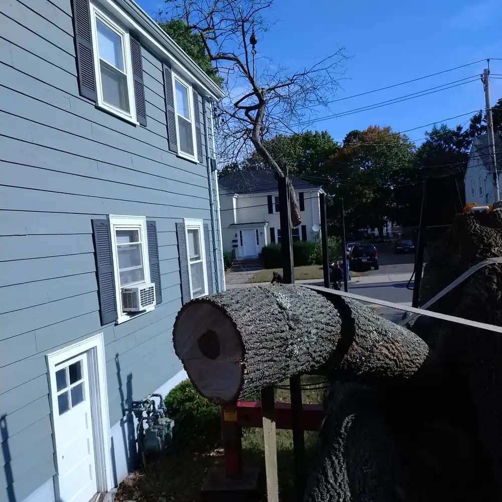 Large cut trunk section secured beside a residential property