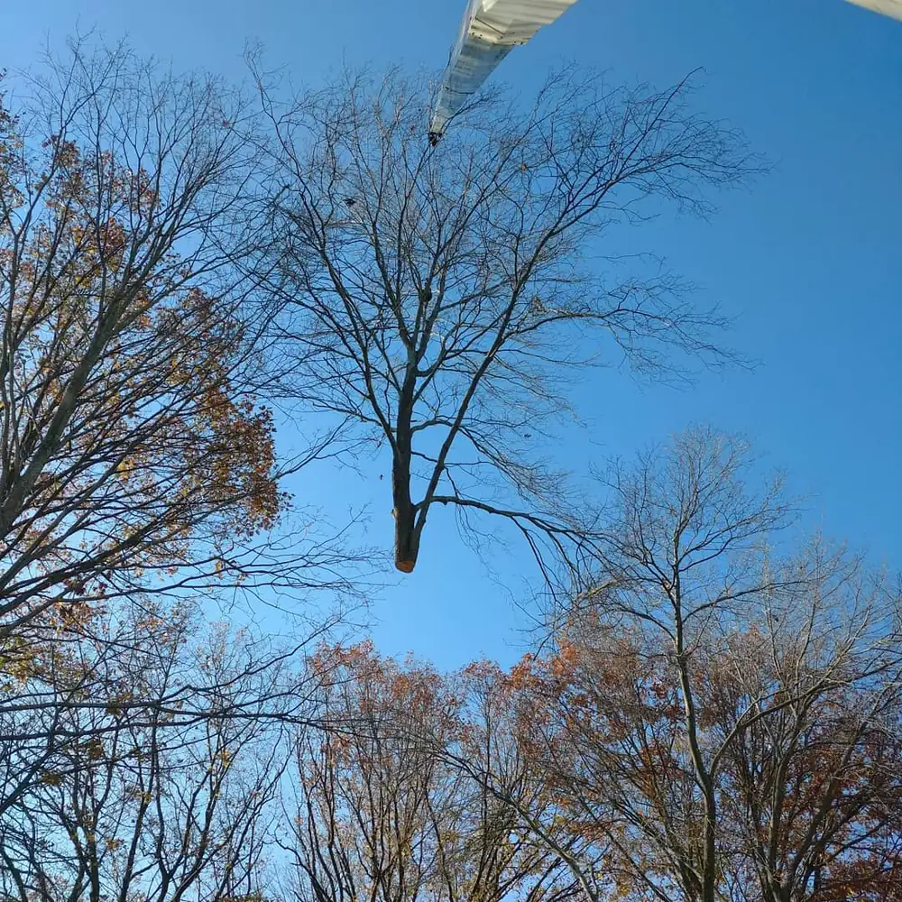 Leafless tree canopy against a clear blue sky