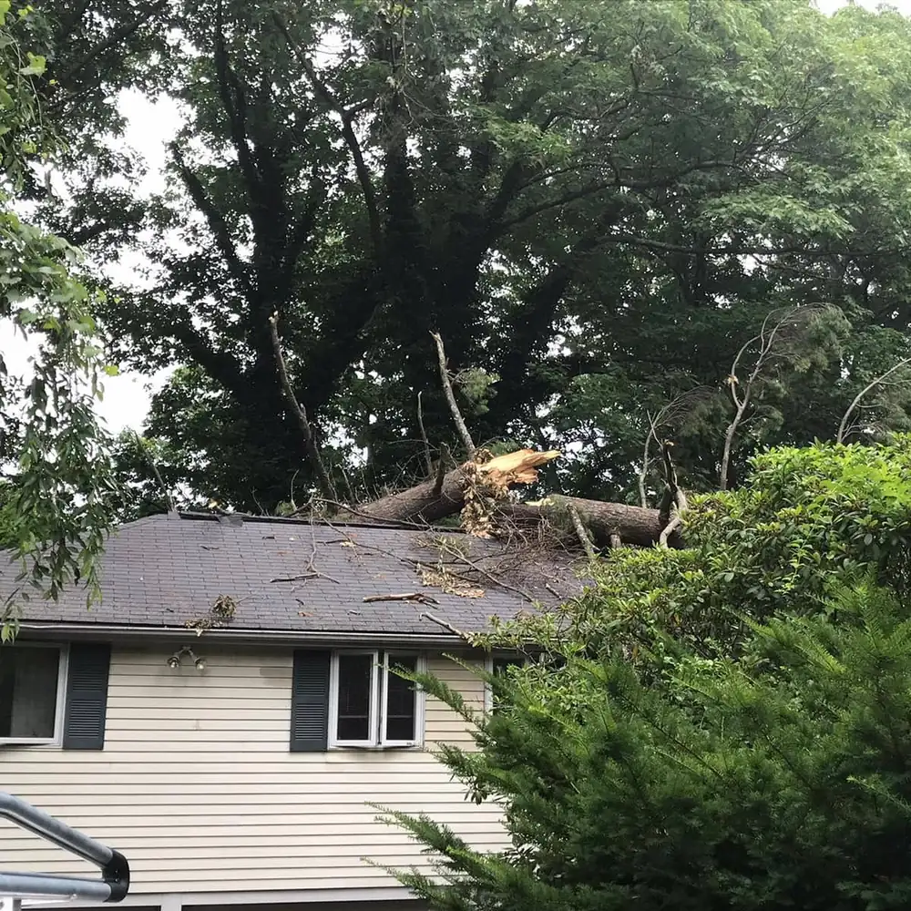 Storm-damaged tree resting on the roof of a home