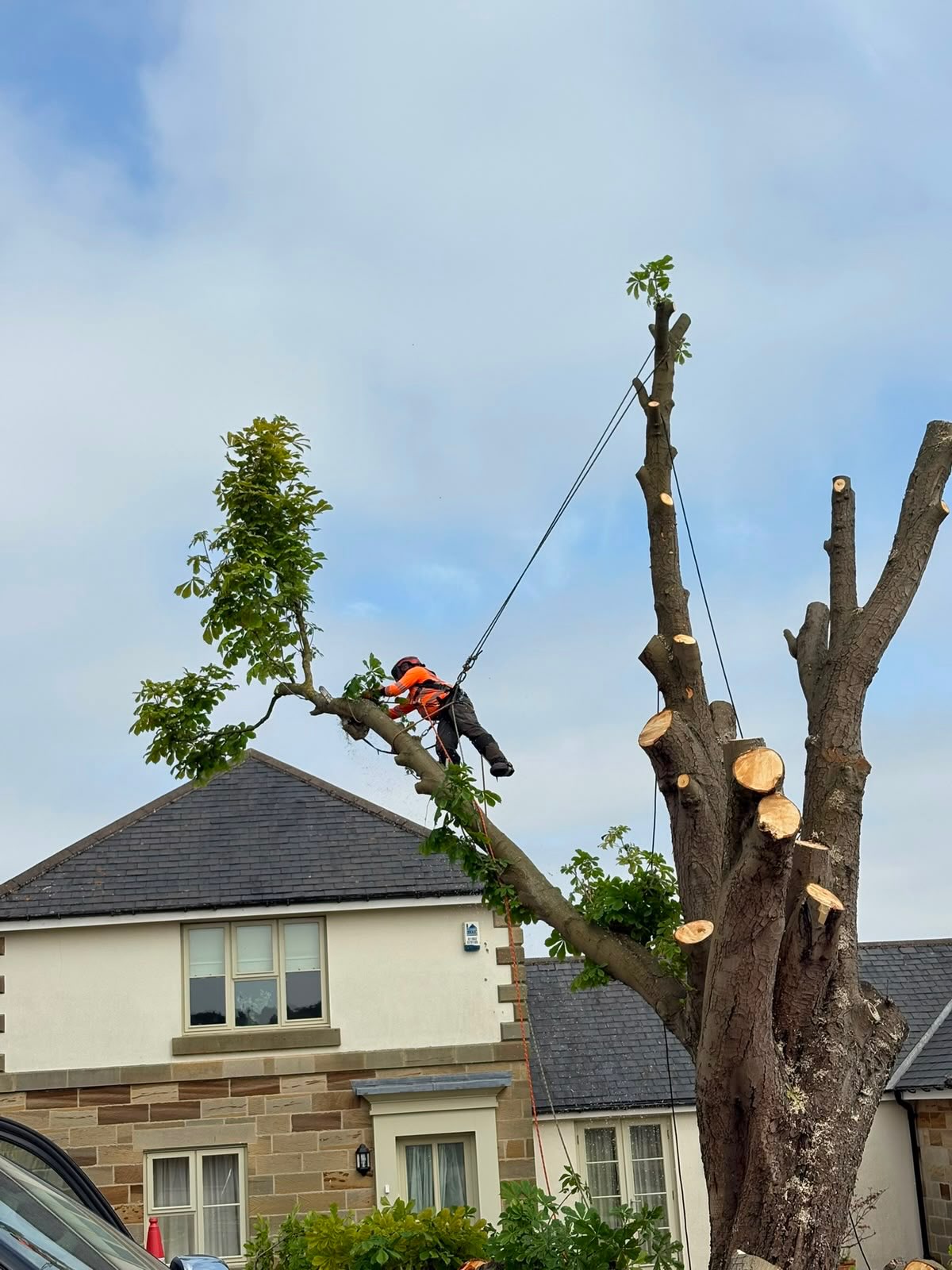 Climber cutting an upper limb from a mature residential tree