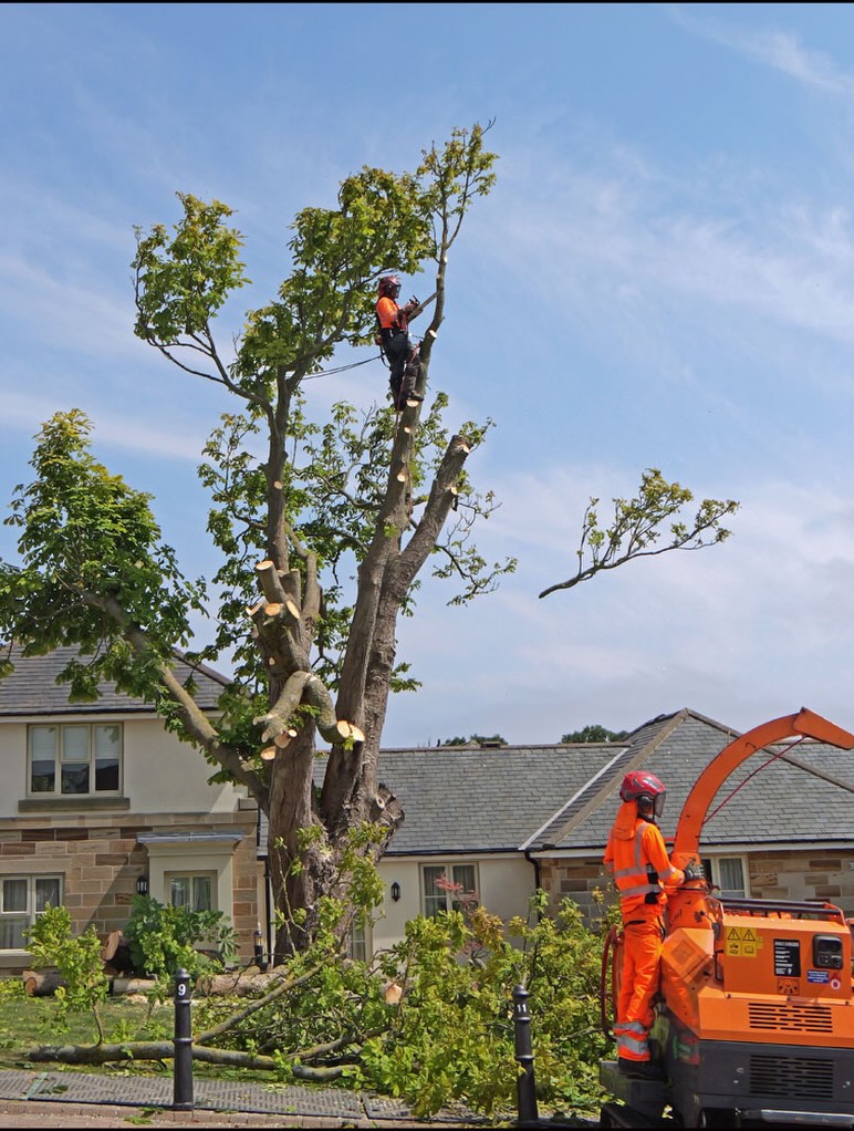 Tree worker beside a chipper after major crown reduction