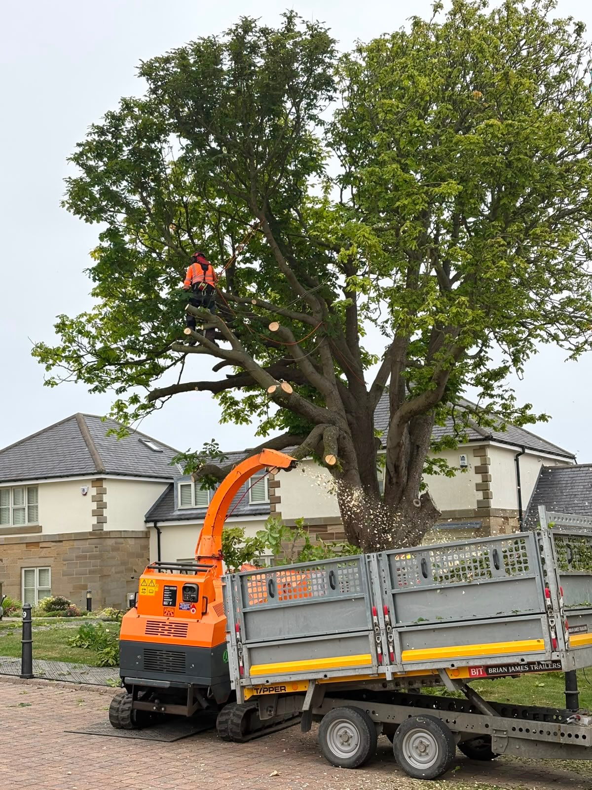 Climber and chipper working beside a mature tree