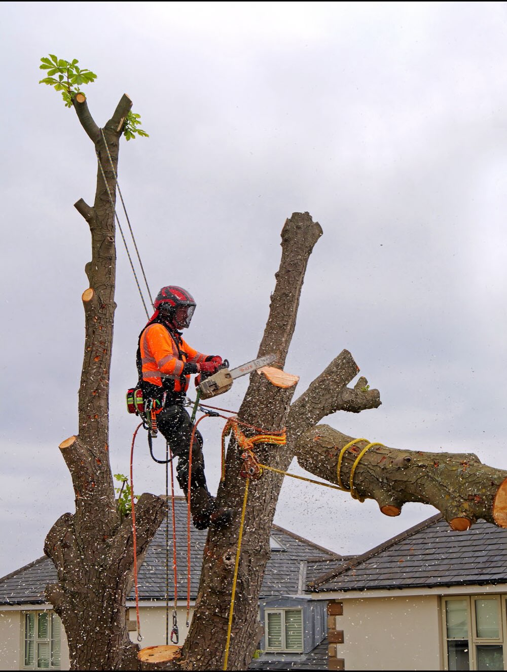 Climber cutting a large horizontal limb