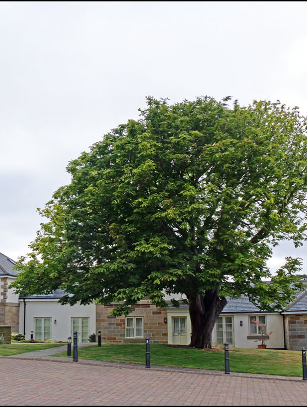 Mature tree before canopy work