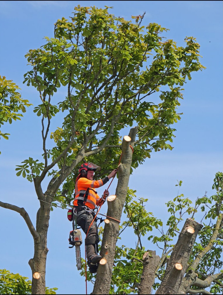 Climber positioned among upper branches