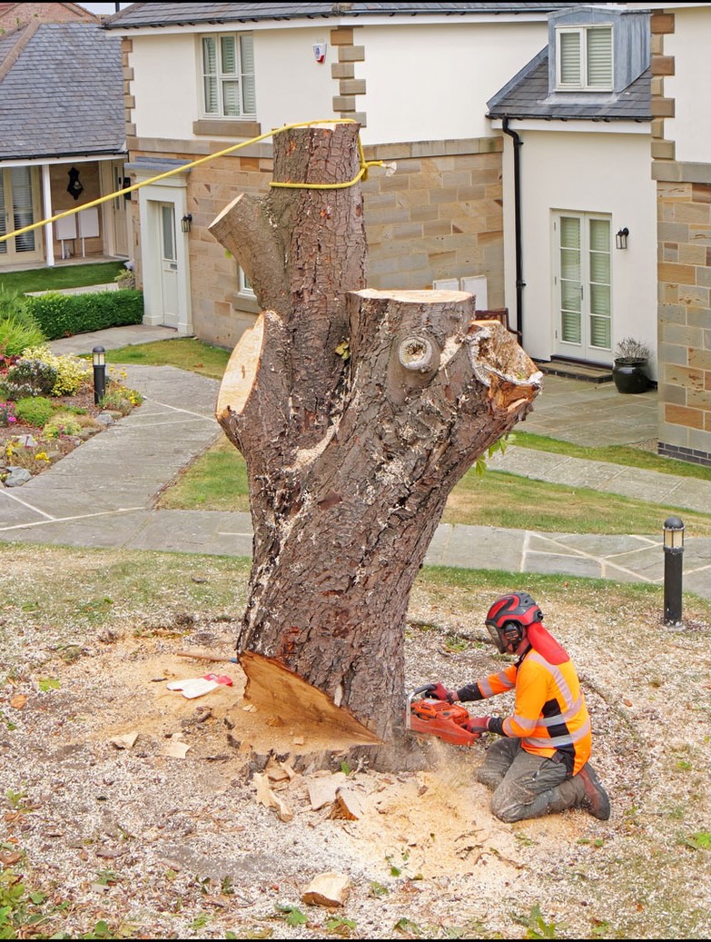Worker sectioning the remaining trunk
