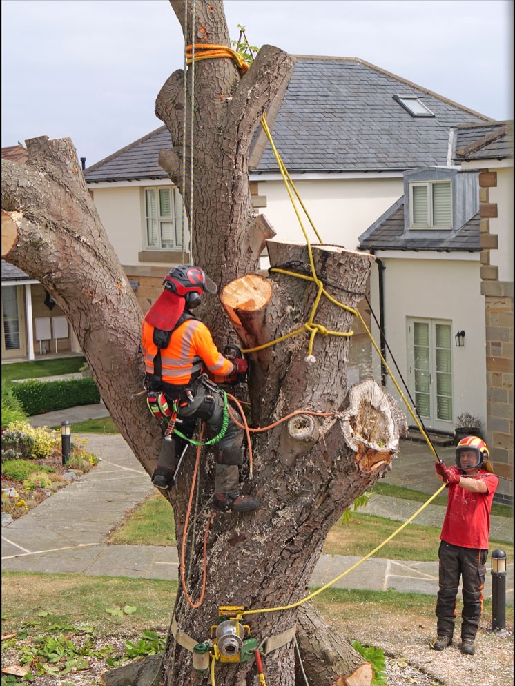Ground worker assisting with rigged trunk removal