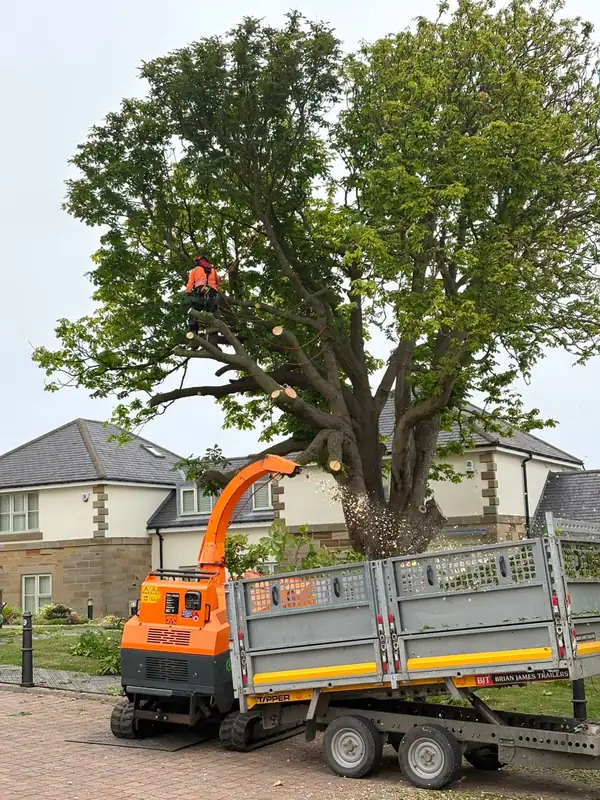 Climber and chipper working beside a mature tree