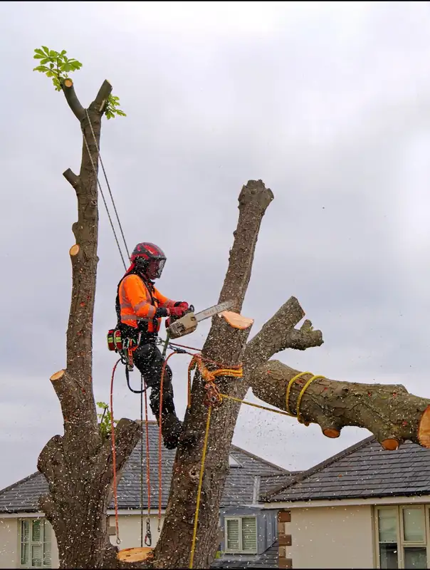 Climber cutting a large horizontal limb
