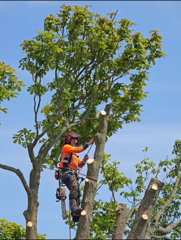 Climber positioned among upper branches