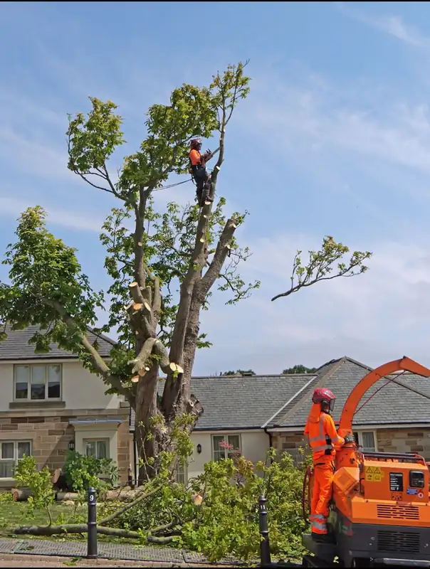 Tree worker beside a chipper after major crown reduction