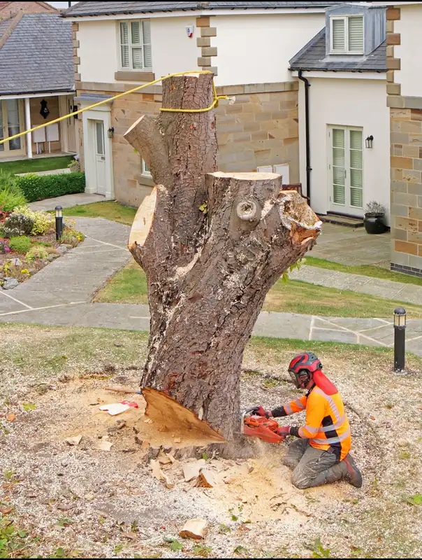 Worker sectioning the remaining trunk