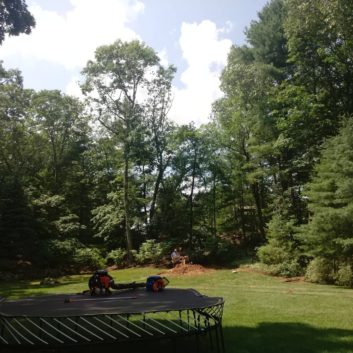 Tree removal area viewed across a residential yard