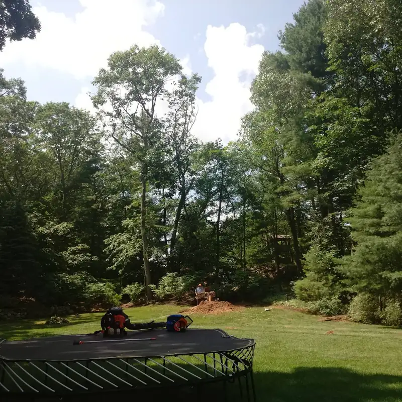 Tree removal area viewed across a residential yard