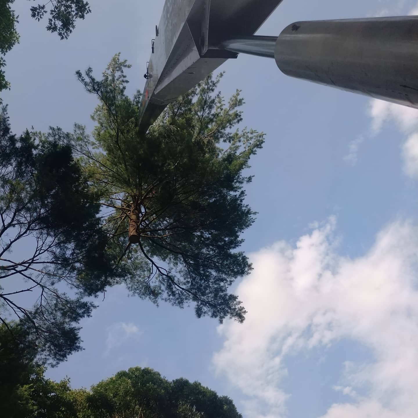 Aerial lift boom extending toward a pine canopy