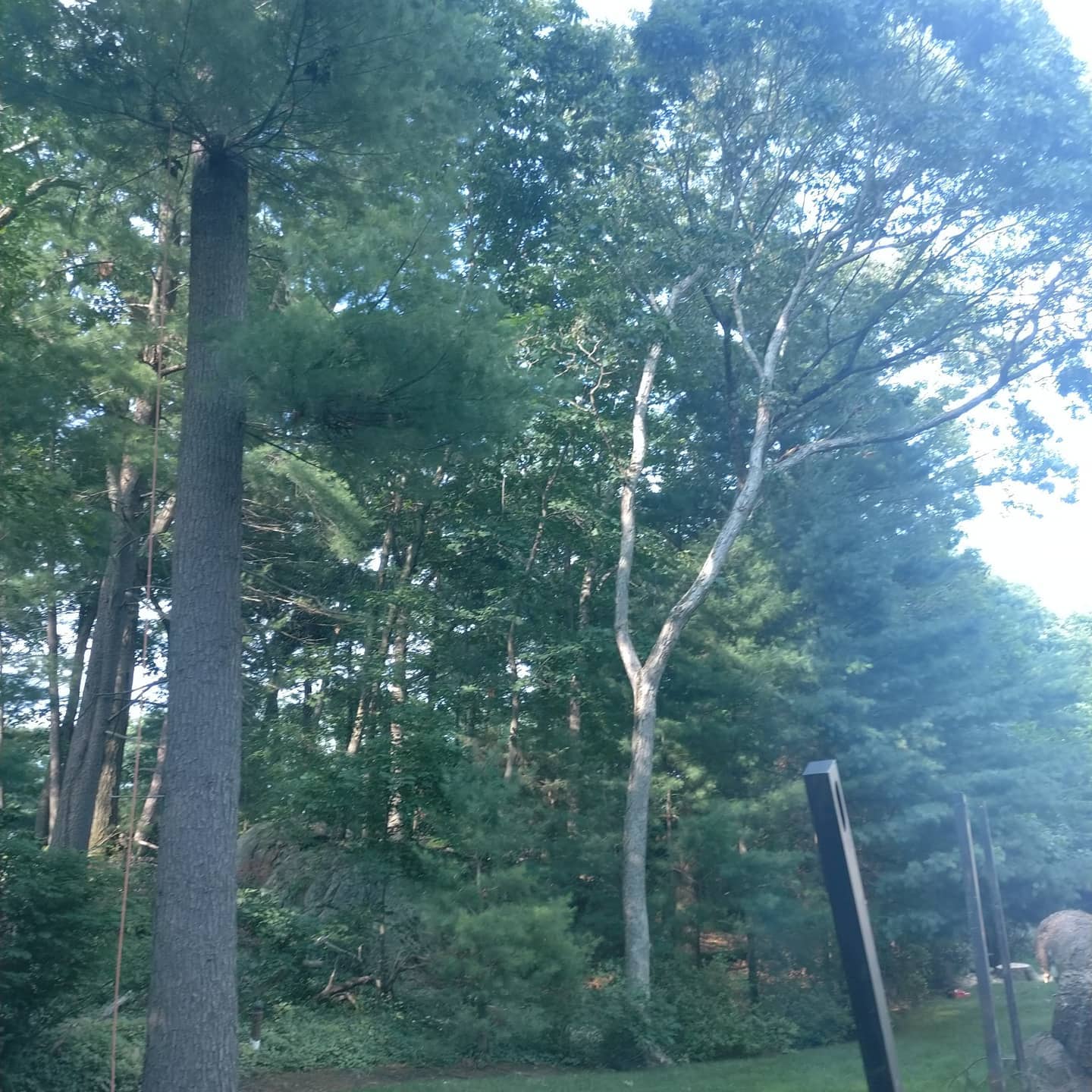 Standing tree beside a wooded residential lawn