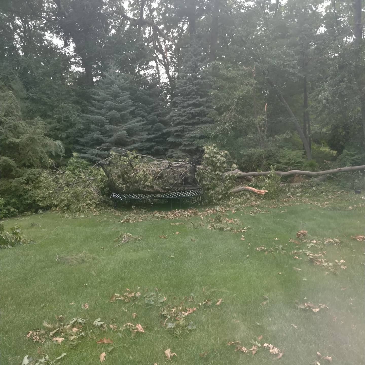 Cut branches spread across a lawn during cleanup