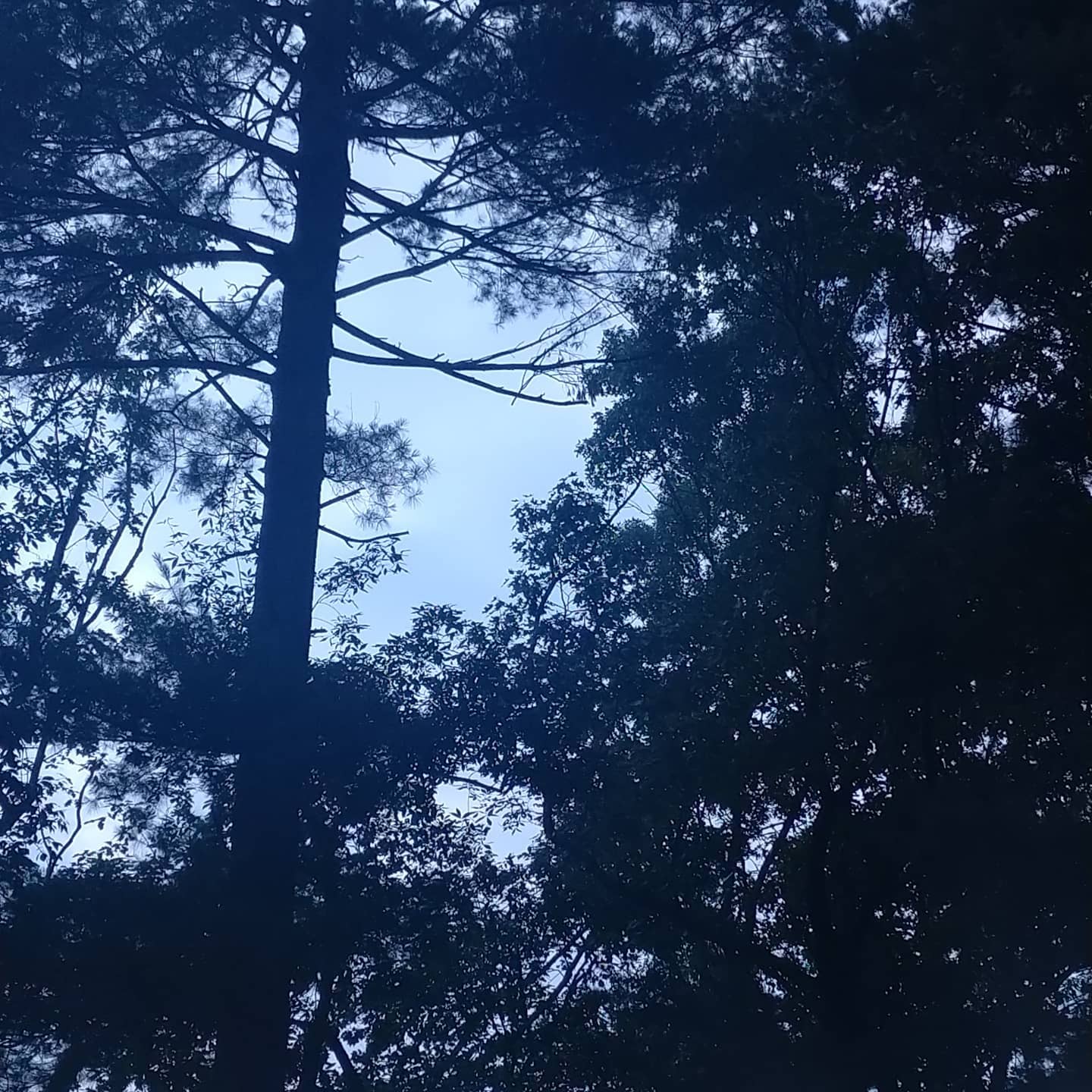 Dark pine canopy viewed from below