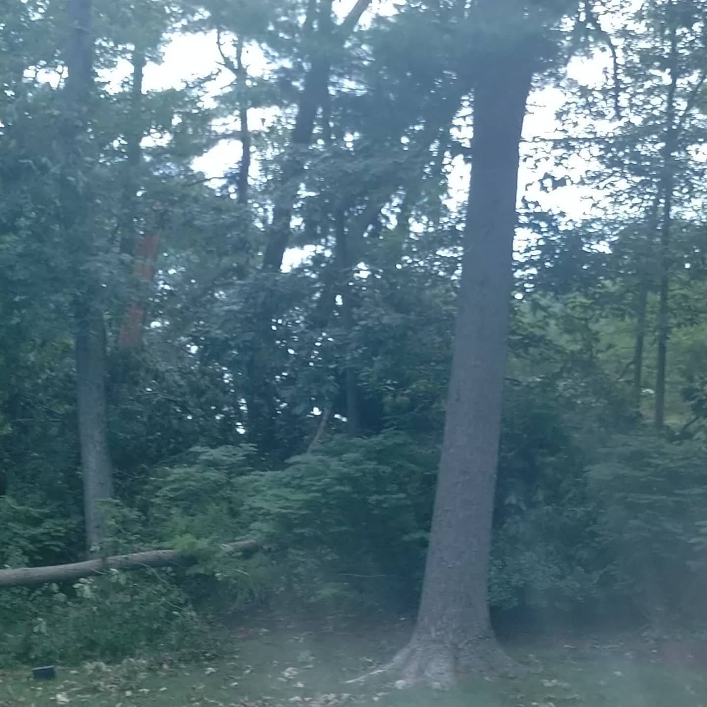 Tall tree trunk near a residential work area