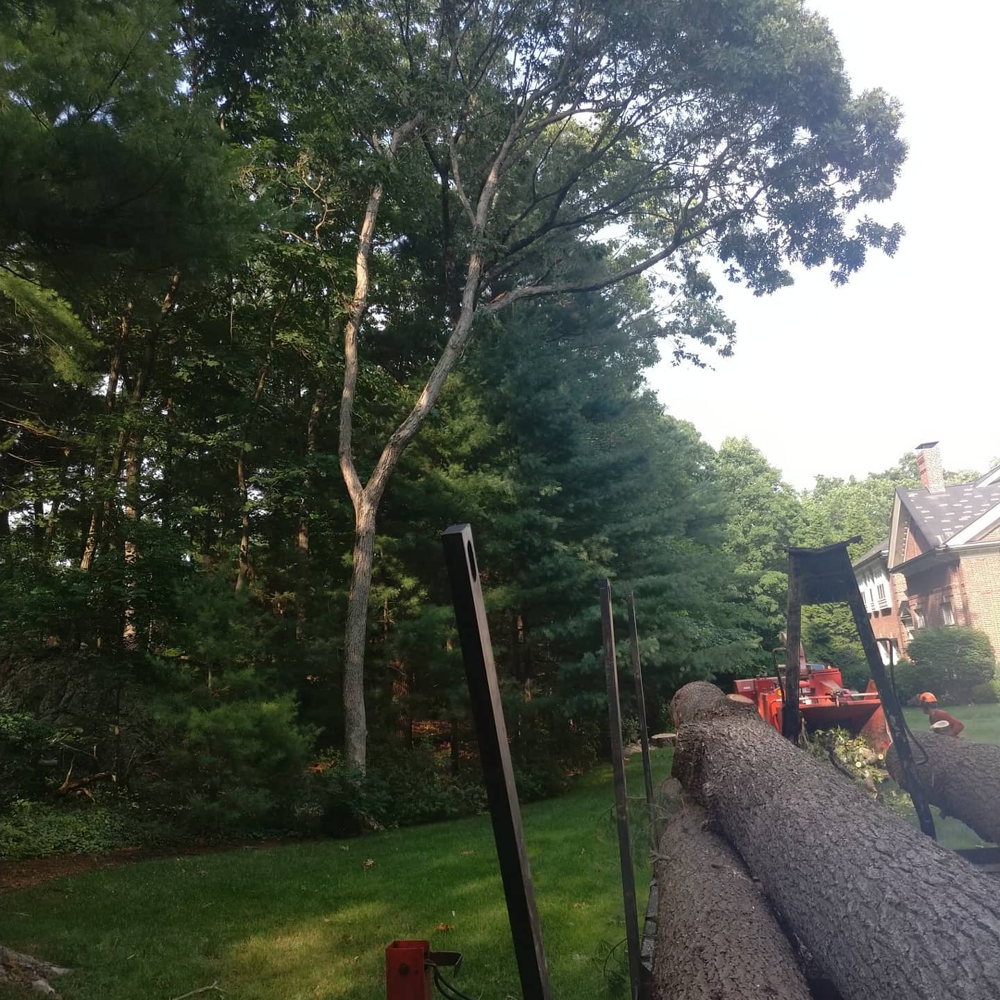 Large log staged along a driveway