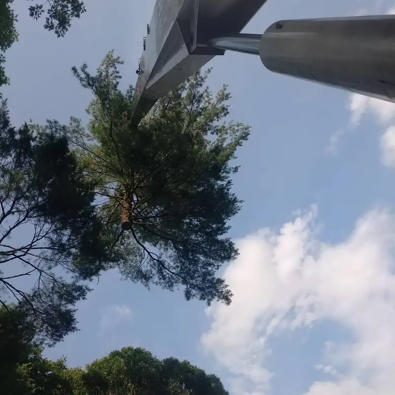Aerial lift boom extending toward a pine canopy