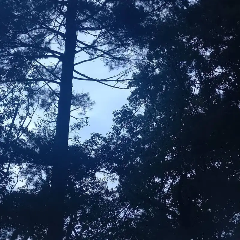 Dark pine canopy viewed from below
