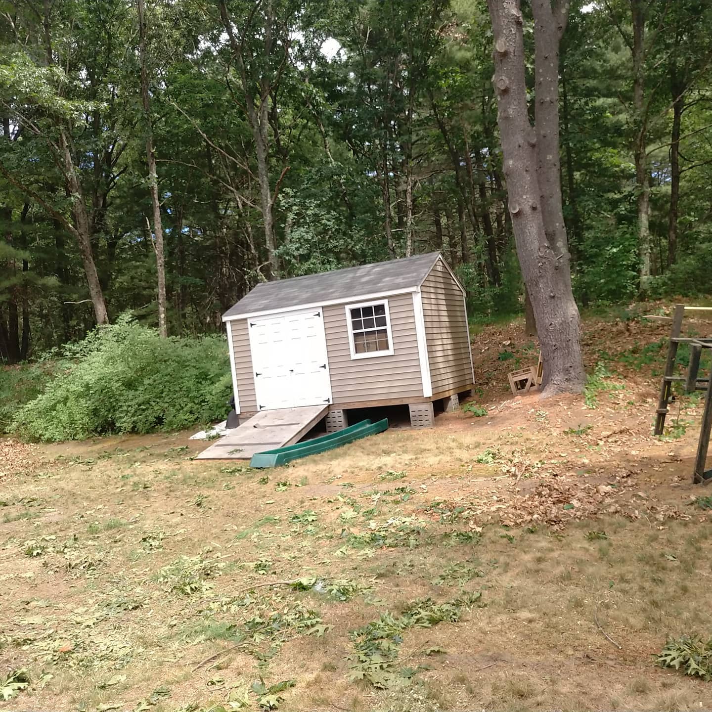 Tall tree beside a backyard storage shed