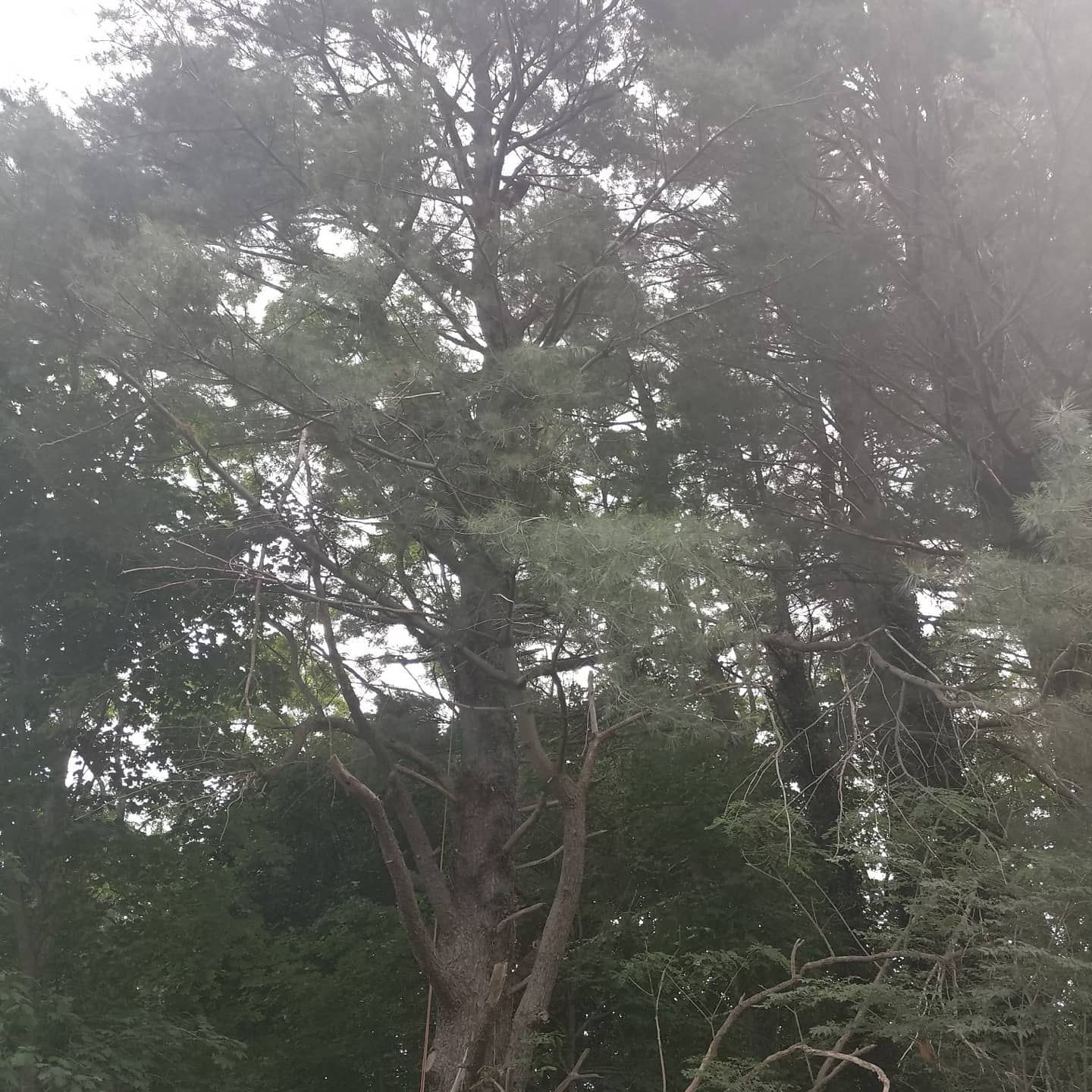 Dense mature canopy before tree work