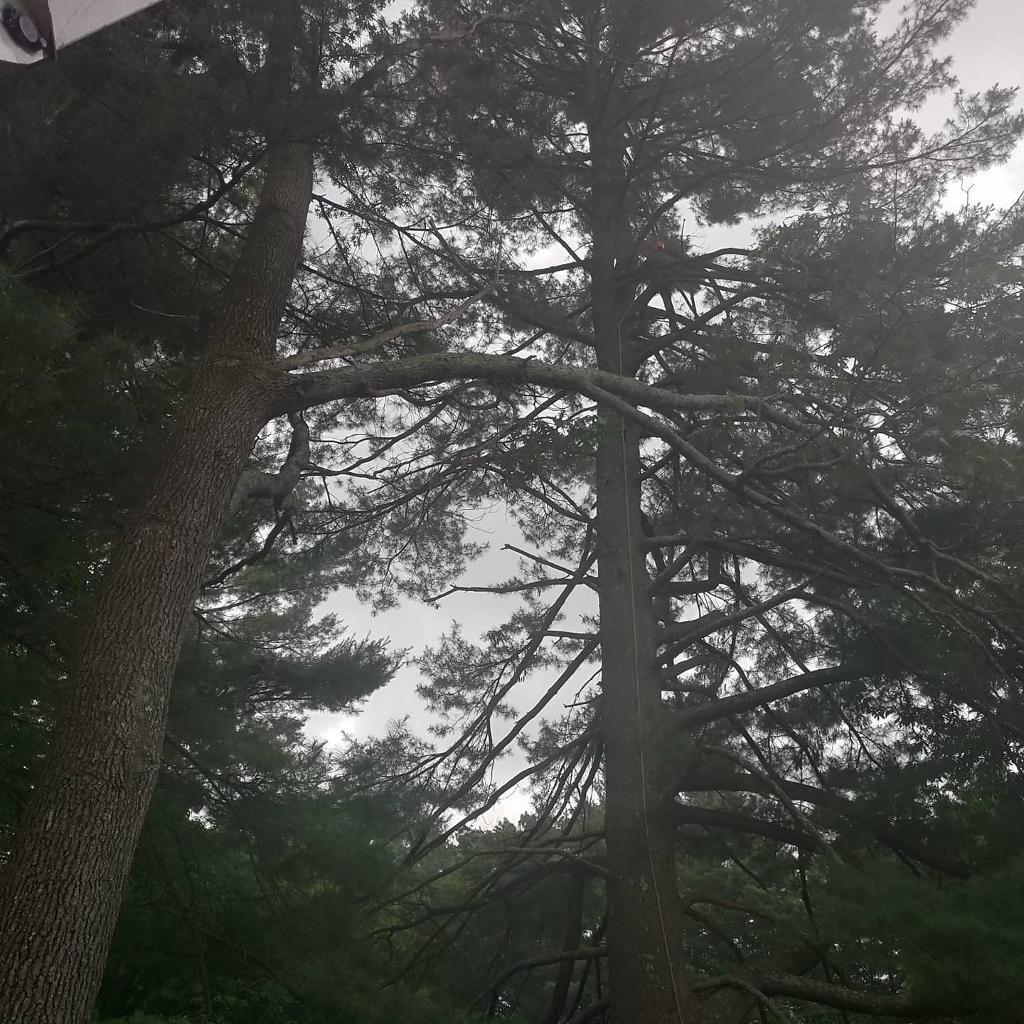Wide-spreading pine branches viewed from below