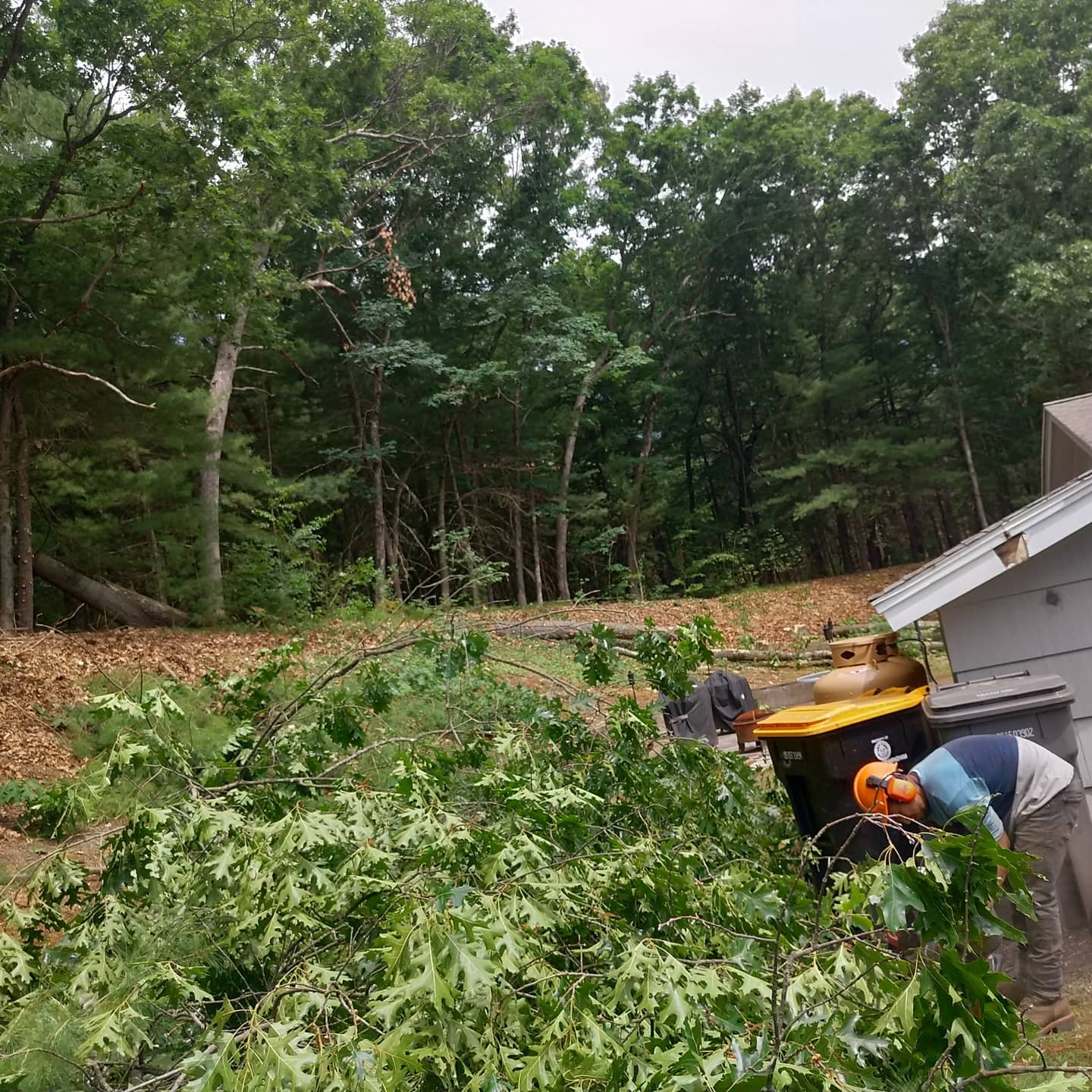 Worker feeding branches into a wood chipper