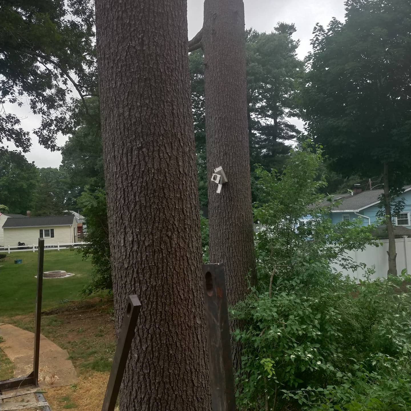 Rigging attached to two residential tree trunks