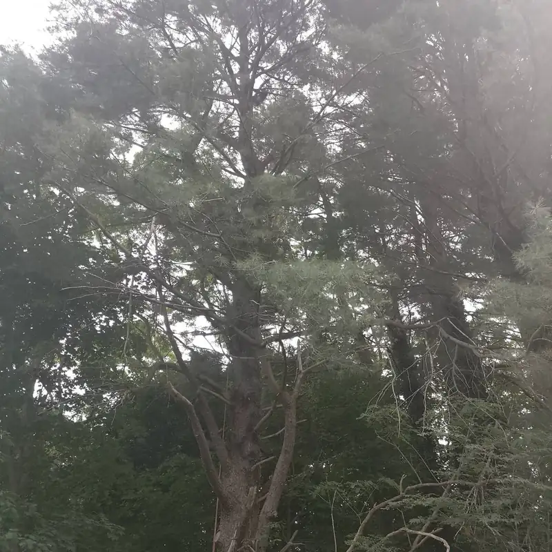 Dense mature canopy before tree work