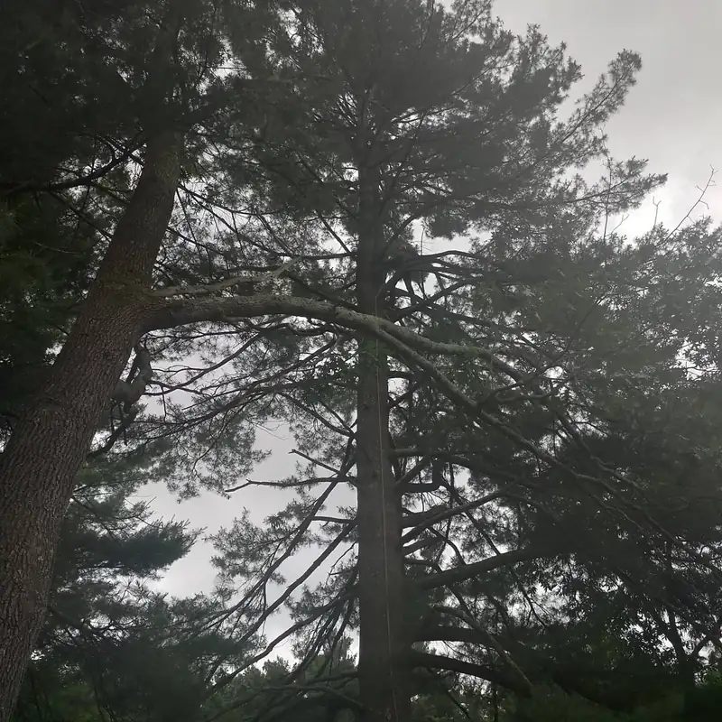 Large pine crown before selective removal