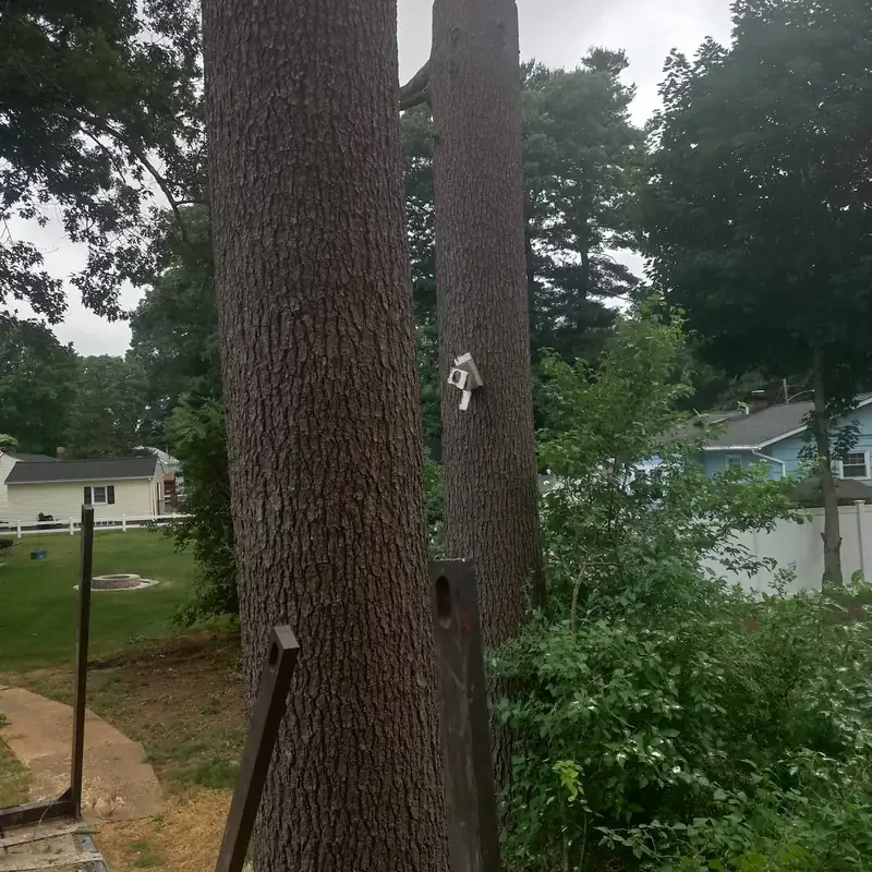 Rigging attached to two residential tree trunks