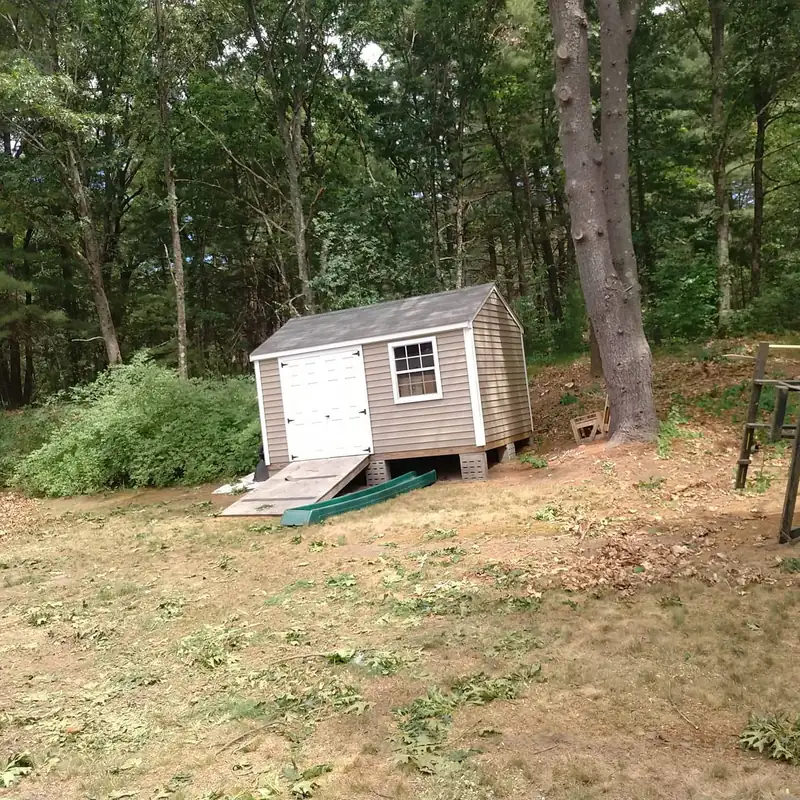 Tall tree beside a backyard storage shed