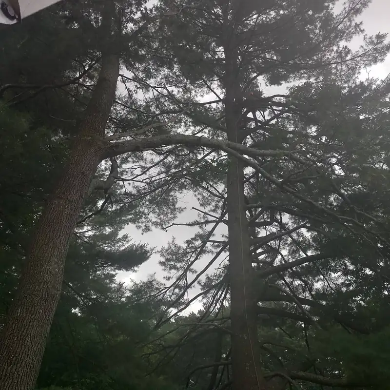 Wide-spreading pine branches viewed from below