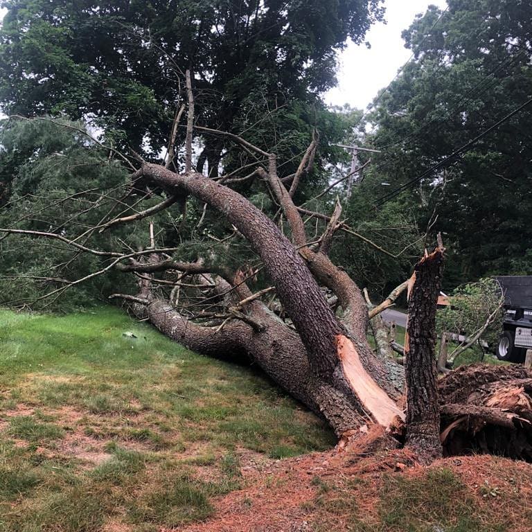 Large fallen tree split across a lawn