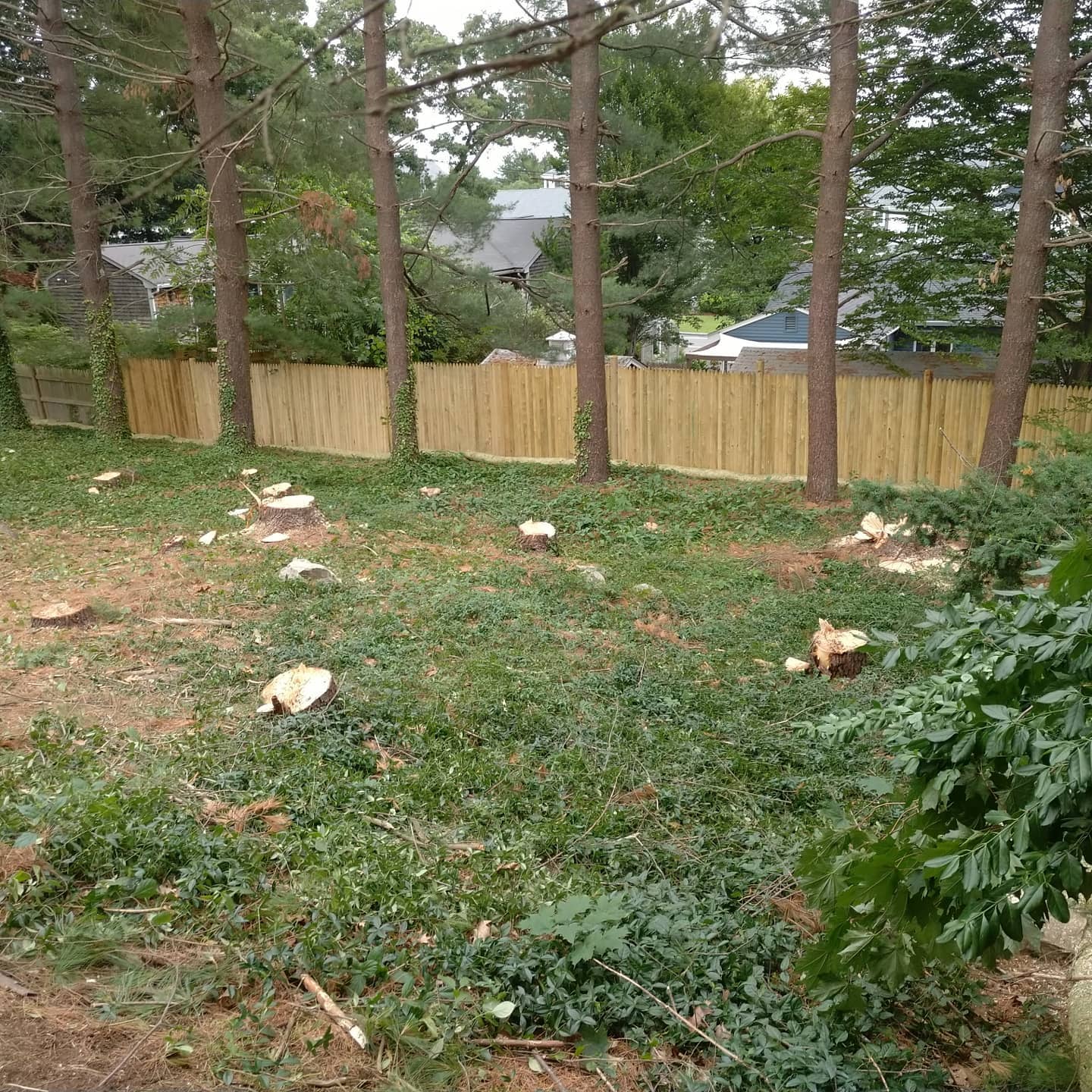 Yard during tree removal and debris cleanup