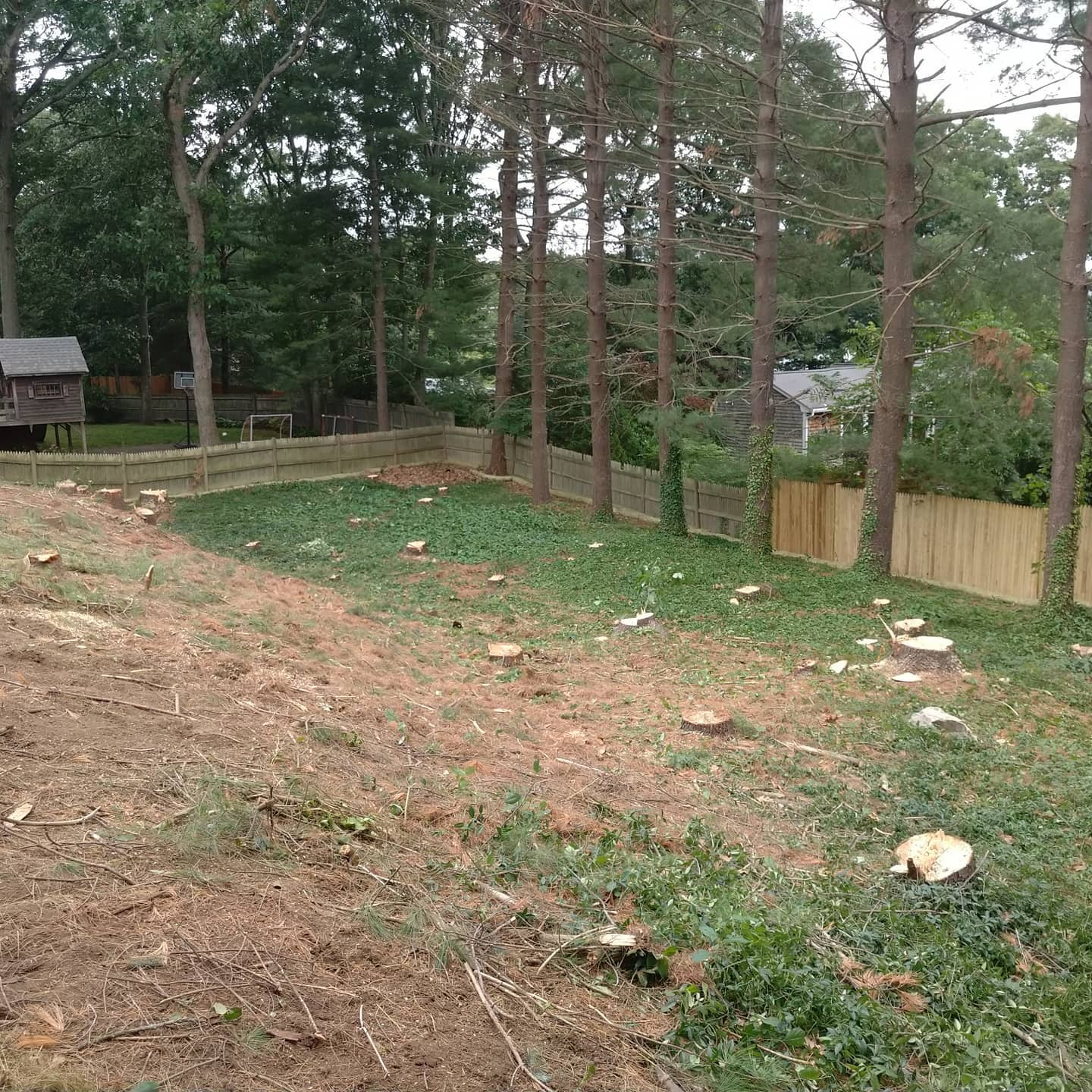 Cleared lawn and remaining trees after cleanup