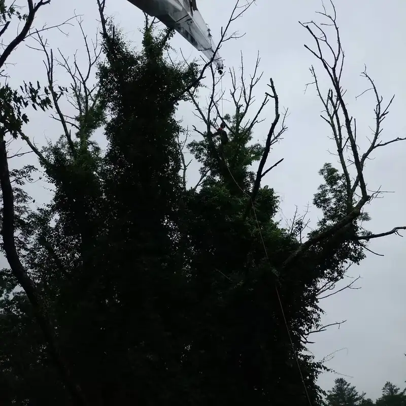 Dead upper branches against an overcast sky