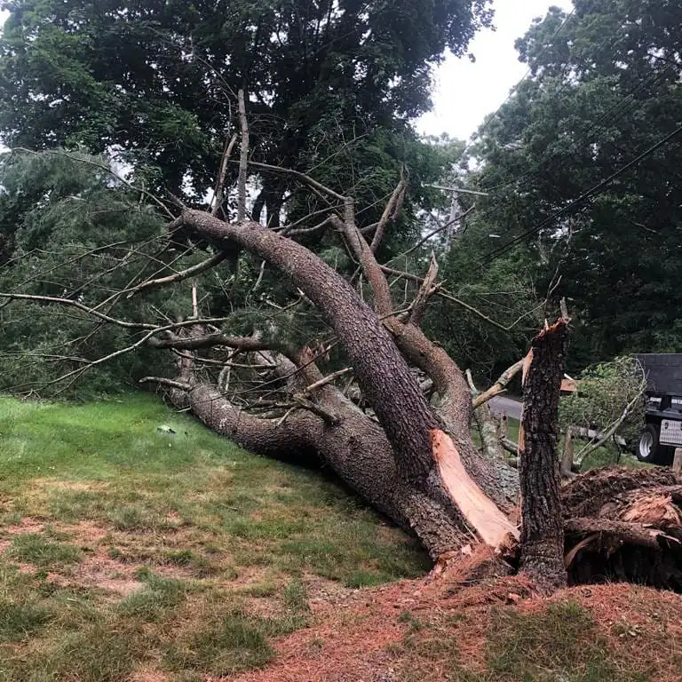 Large fallen tree split across a lawn