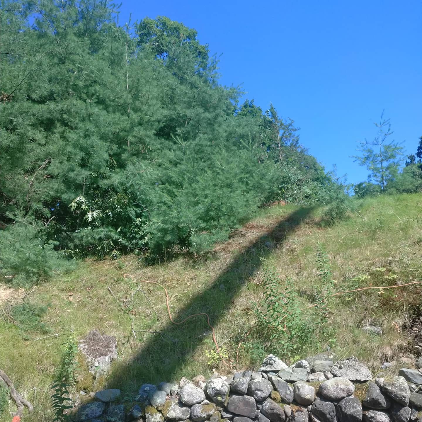 Cleared slope after tree removal