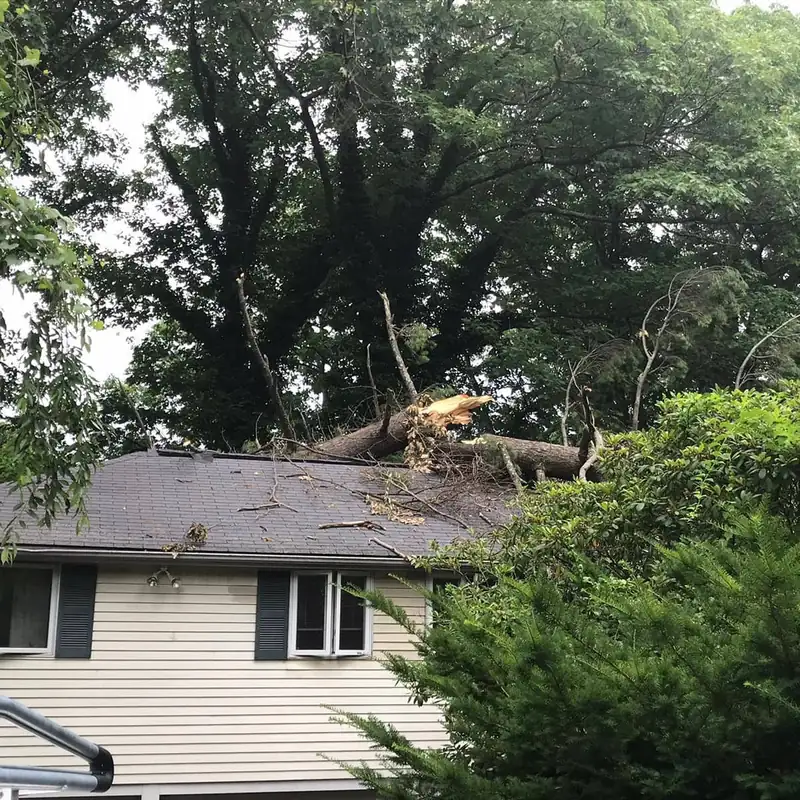 Storm-damaged tree resting across a house roof